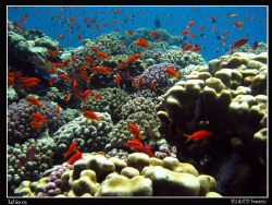 Hard coral garden. Canon Ixus 980. by Bea & Stef Primatesta 